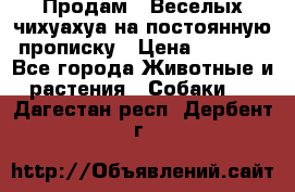 Продам.  Веселых чихуахуа на постоянную прописку › Цена ­ 8 000 - Все города Животные и растения » Собаки   . Дагестан респ.,Дербент г.